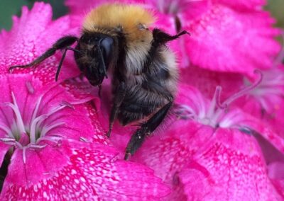 Bumblebee Fundraising Day at Maddocks Farm Organics!