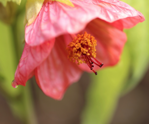 Beautiful pink abutilon flower growing at The Edible Flower Garden