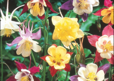 Aquilegia 