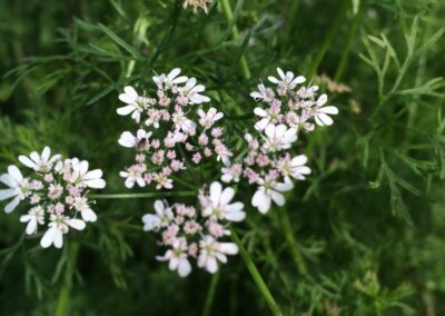 Coriander (Coriandrum sativum)