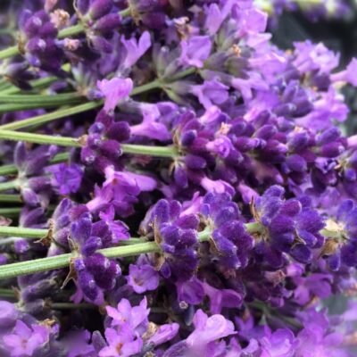 Lavender (Lavender Augustifolia)