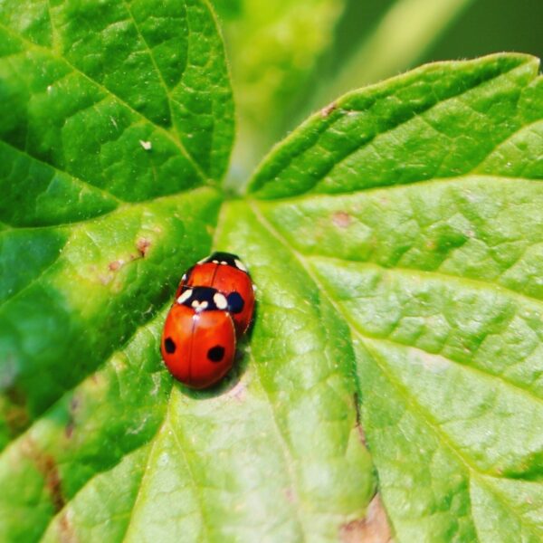 Two ladybird making more ladybirds on a mallow leaf.